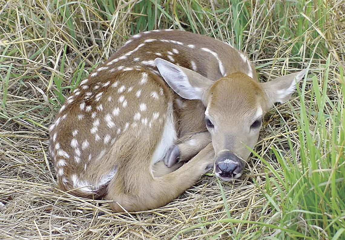 Leave fawns and young wildlife alone